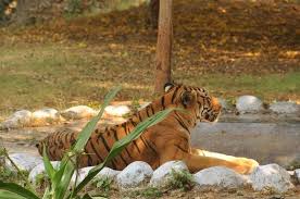 Gwalior zoo